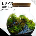 草原に続く道 — 南信州産 苔テラリウム 完成品 LEDライト付