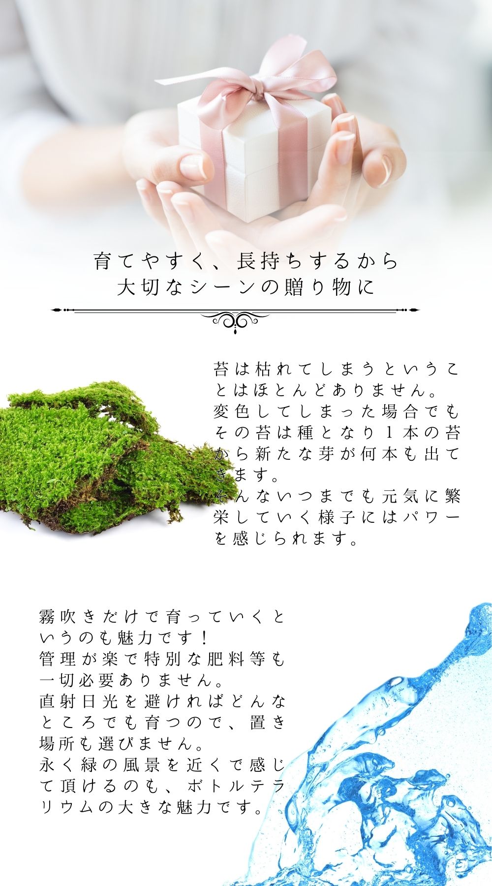 階段の先の我が家 — 南信州産 苔テラリウム 完成品 LEDライト付