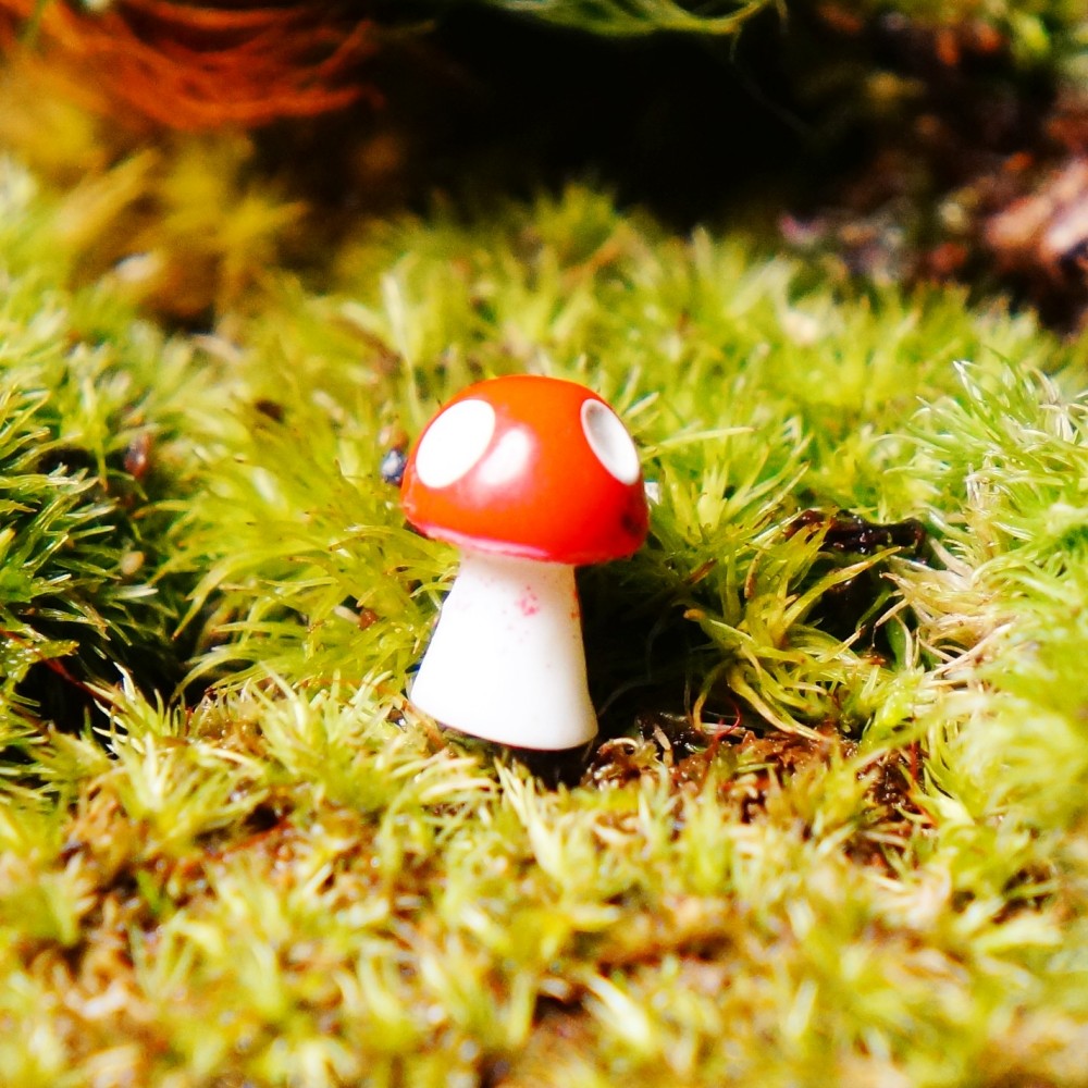 小さなキノコ｜苔テラリウム用ミニチュア