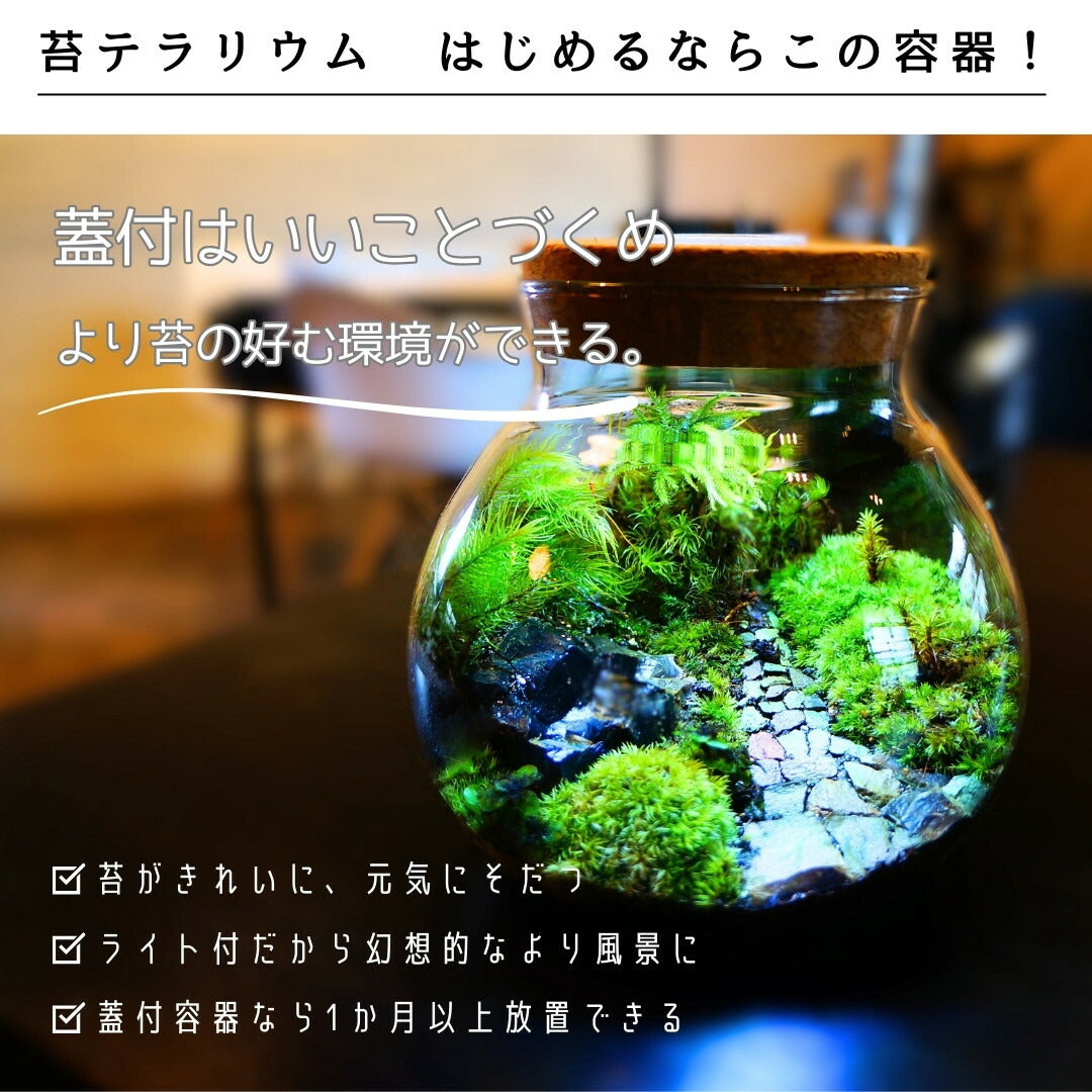 羽を休めて — 南信州産 苔テラリウム 完成品