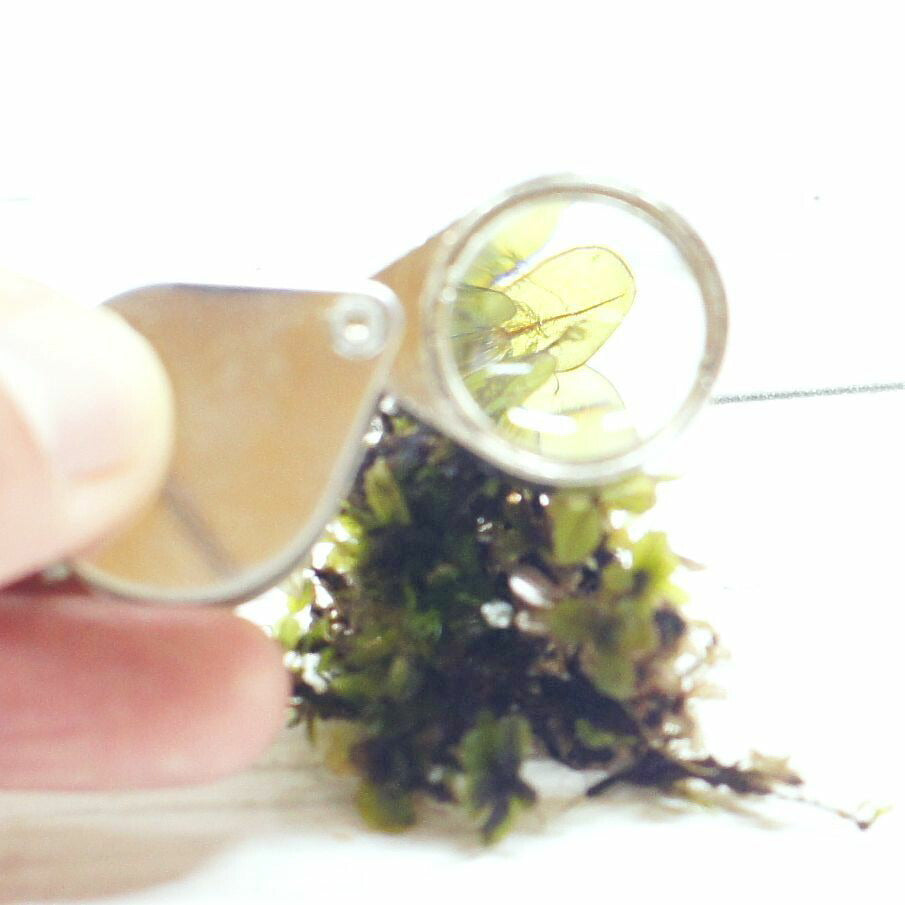 30倍ルーペ — 折り畳み式 ケース付 苔観察に