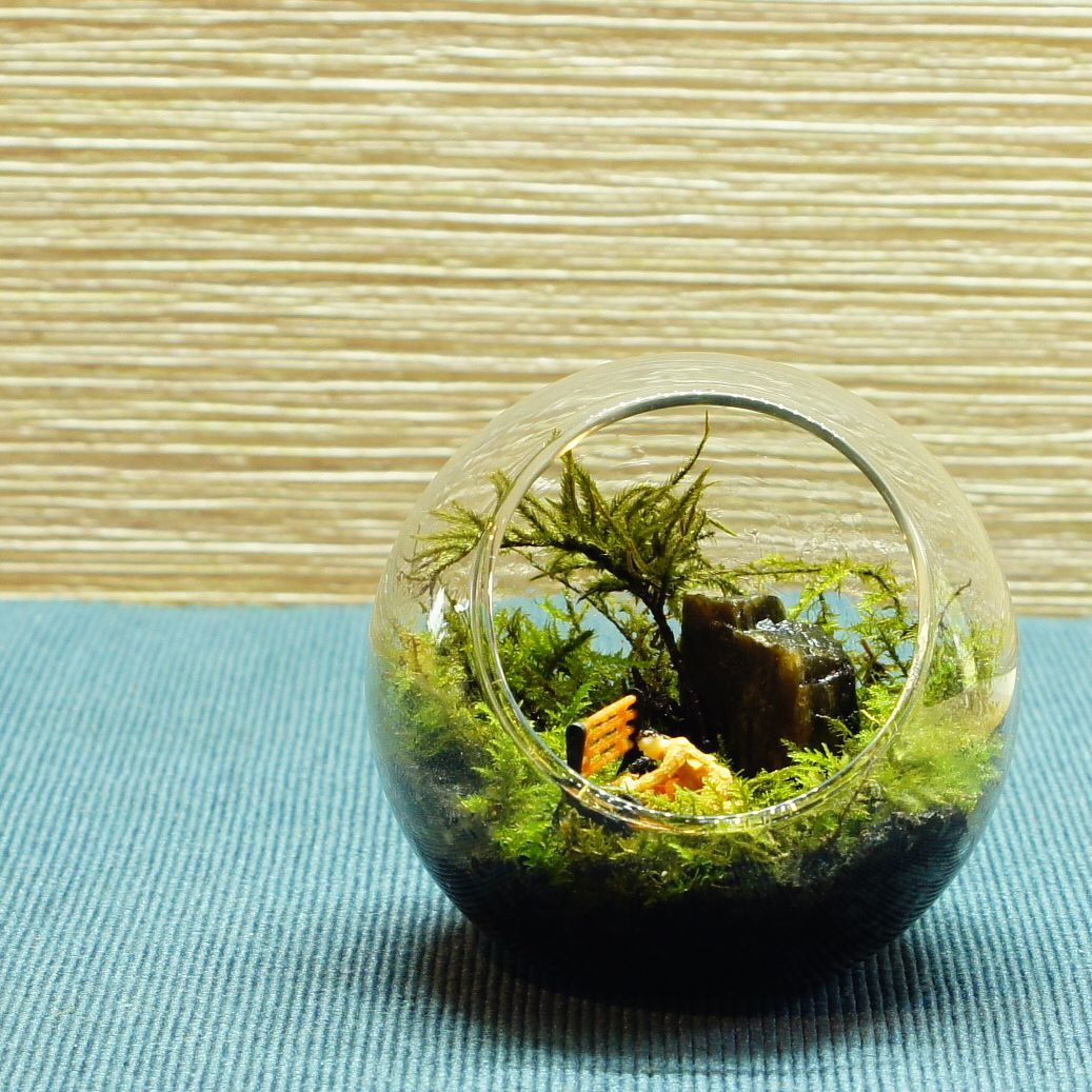 誰かのために、今日も — 南信州産 苔テラリウム 完成品
