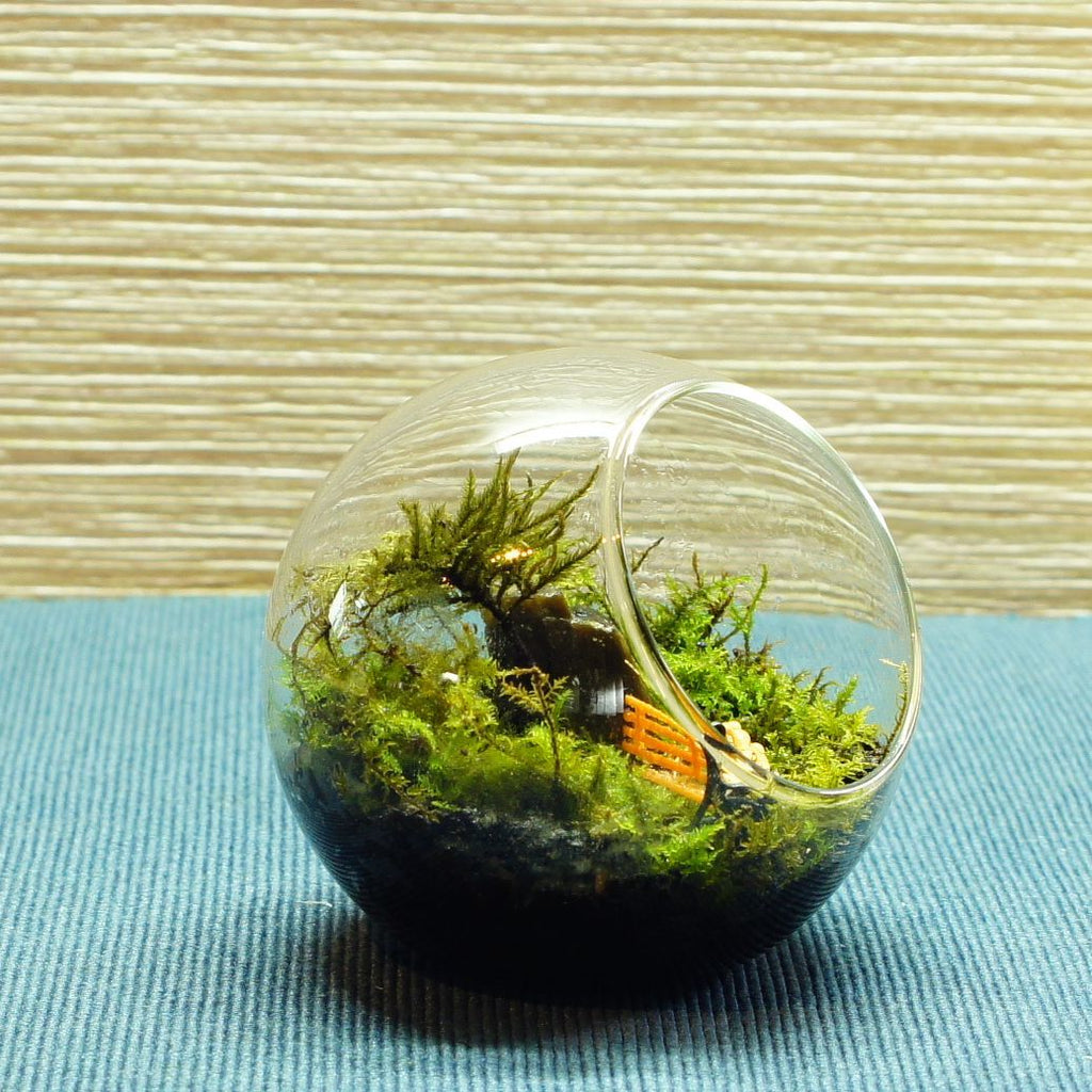 誰かのために、今日も — 南信州産 苔テラリウム 完成品