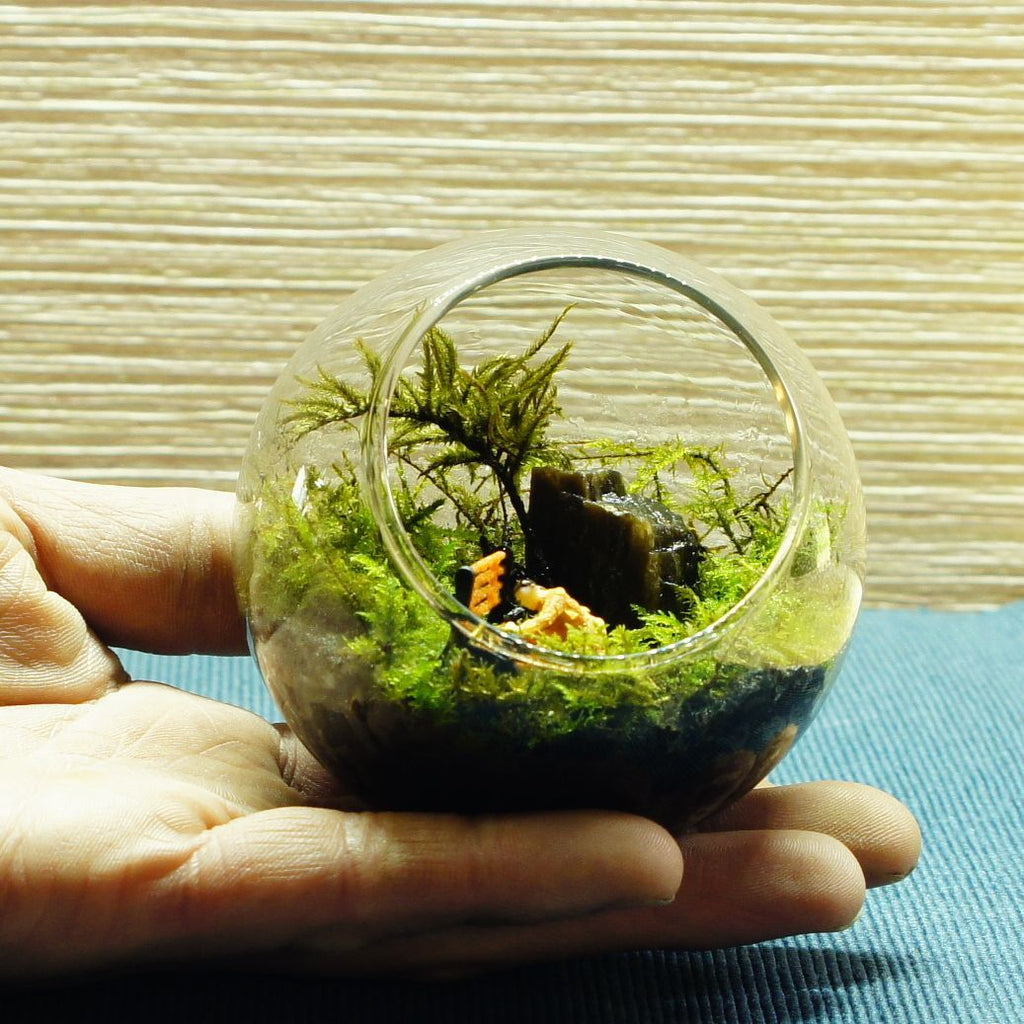 誰かのために、今日も — 南信州産 苔テラリウム 完成品