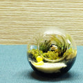 急がなくていい日 — 南信州産 苔テラリウム 完成品