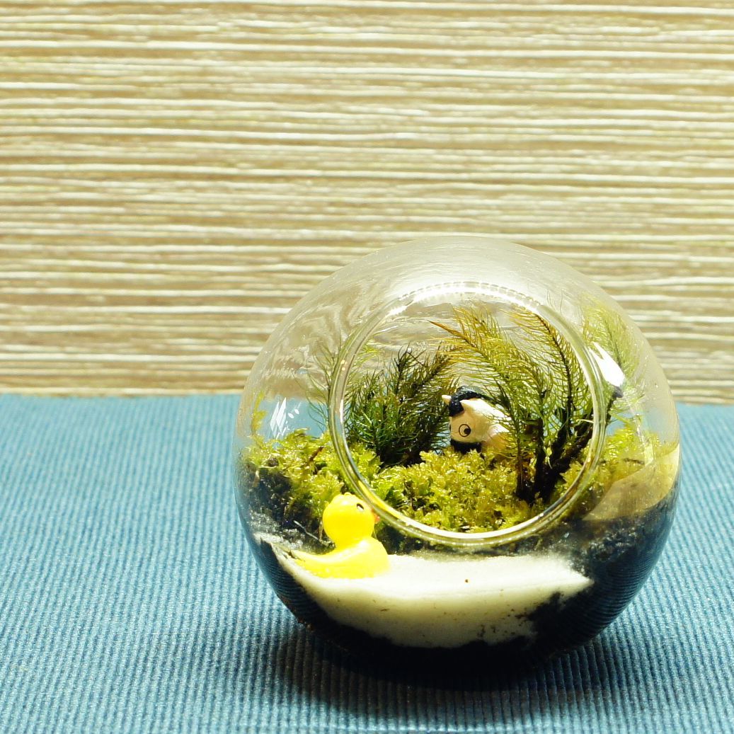 急がなくていい日 — 南信州産 苔テラリウム 完成品