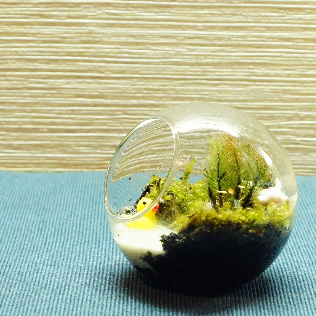 急がなくていい日 — 南信州産 苔テラリウム 完成品