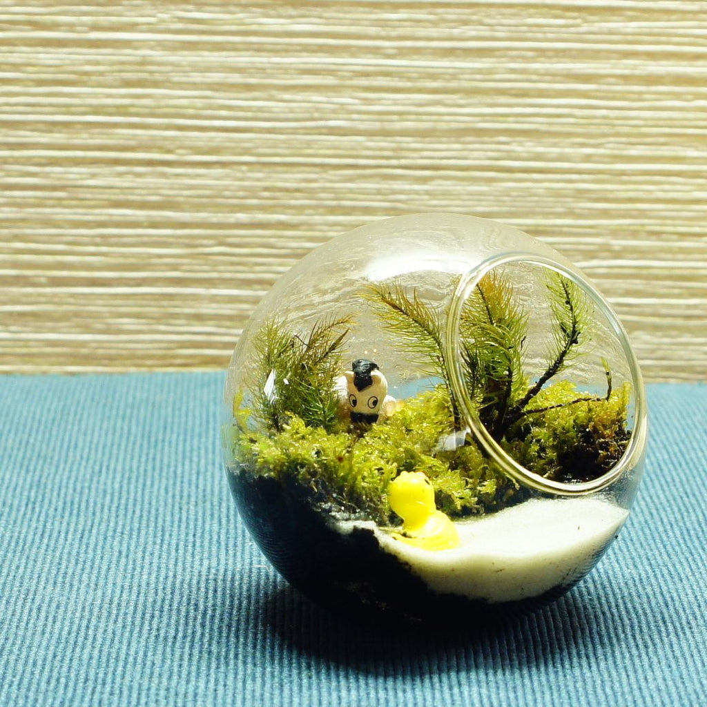 急がなくていい日 — 南信州産 苔テラリウム 完成品