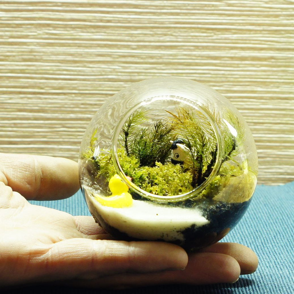 急がなくていい日 — 南信州産 苔テラリウム 完成品