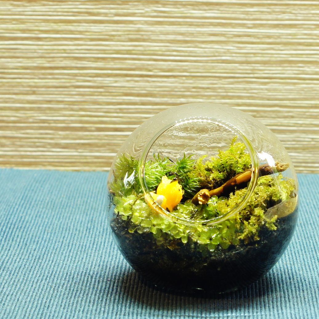 羽を休めて — 南信州産 苔テラリウム 完成品