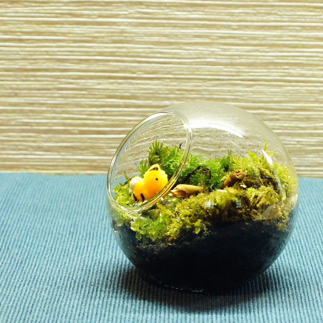 羽を休めて — 南信州産 苔テラリウム 完成品