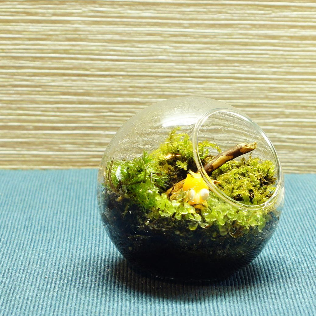 羽を休めて — 南信州産 苔テラリウム 完成品