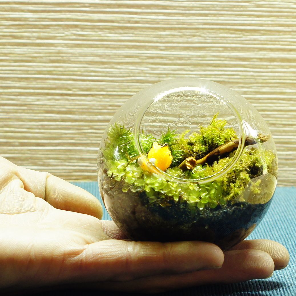 羽を休めて — 南信州産 苔テラリウム 完成品