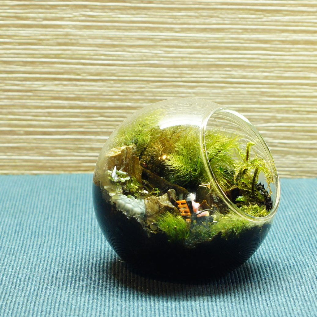 読みかけの文庫本 — 南信州産 苔テラリウム 完成品 LEDライト付