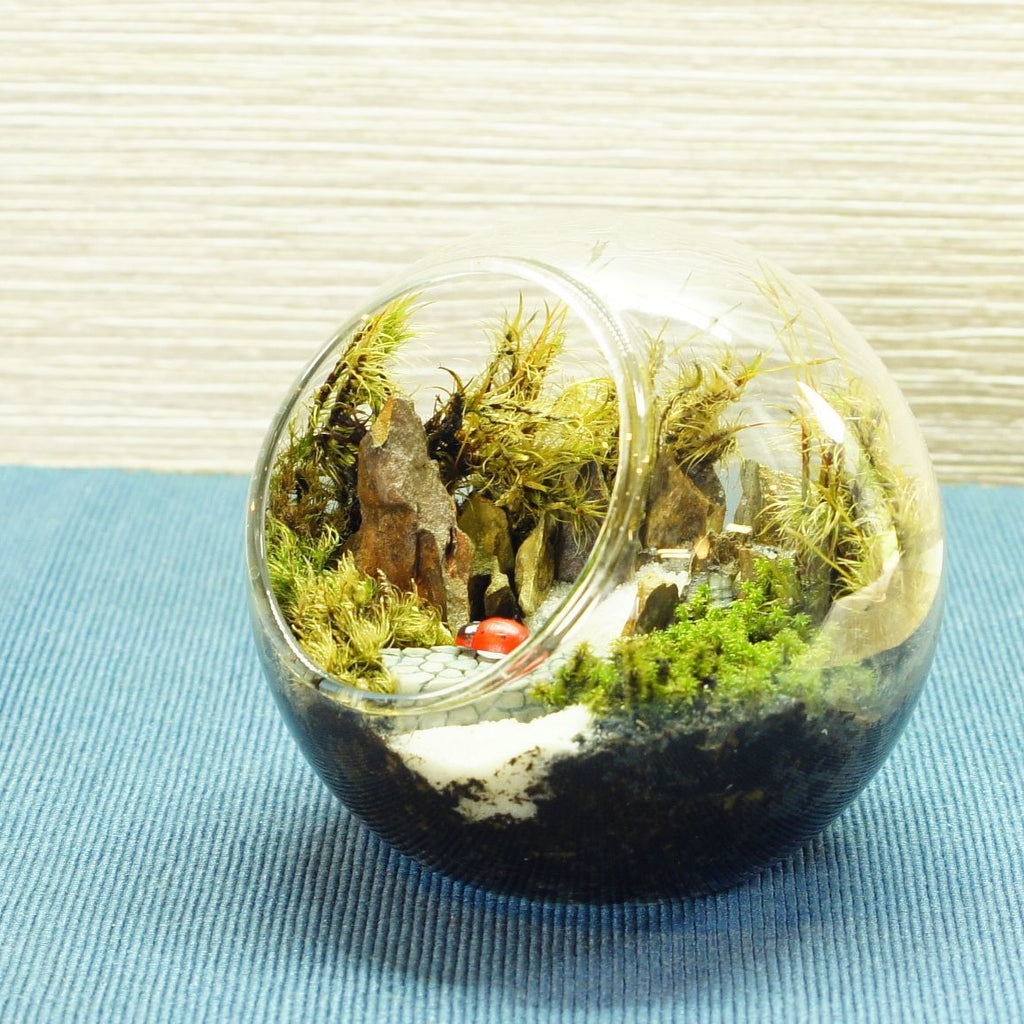 橋の向こうは知らない — 南信州産 苔テラリウム 完成品