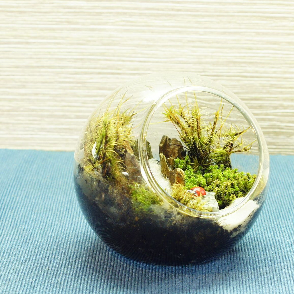 橋の向こうは知らない — 南信州産 苔テラリウム 完成品