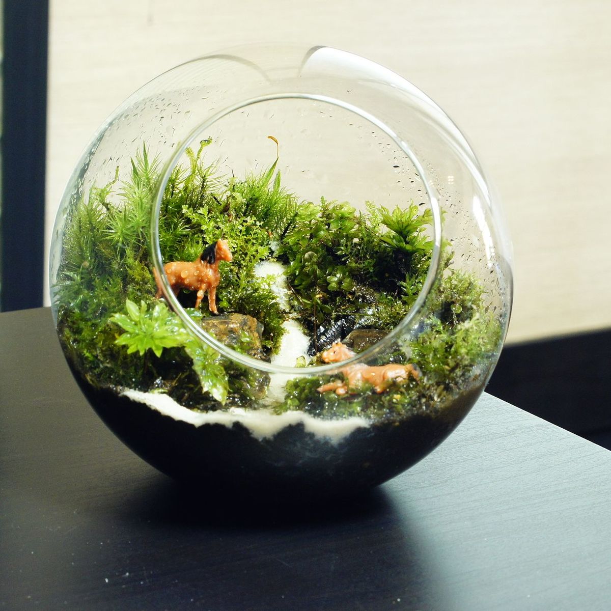 せせらぎの昼下がり — 南信州産 苔テラリウム 完成品