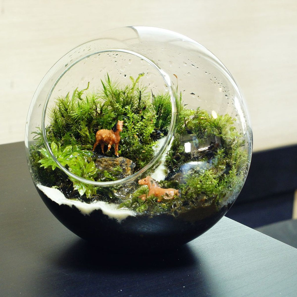 せせらぎの昼下がり — 南信州産 苔テラリウム 完成品