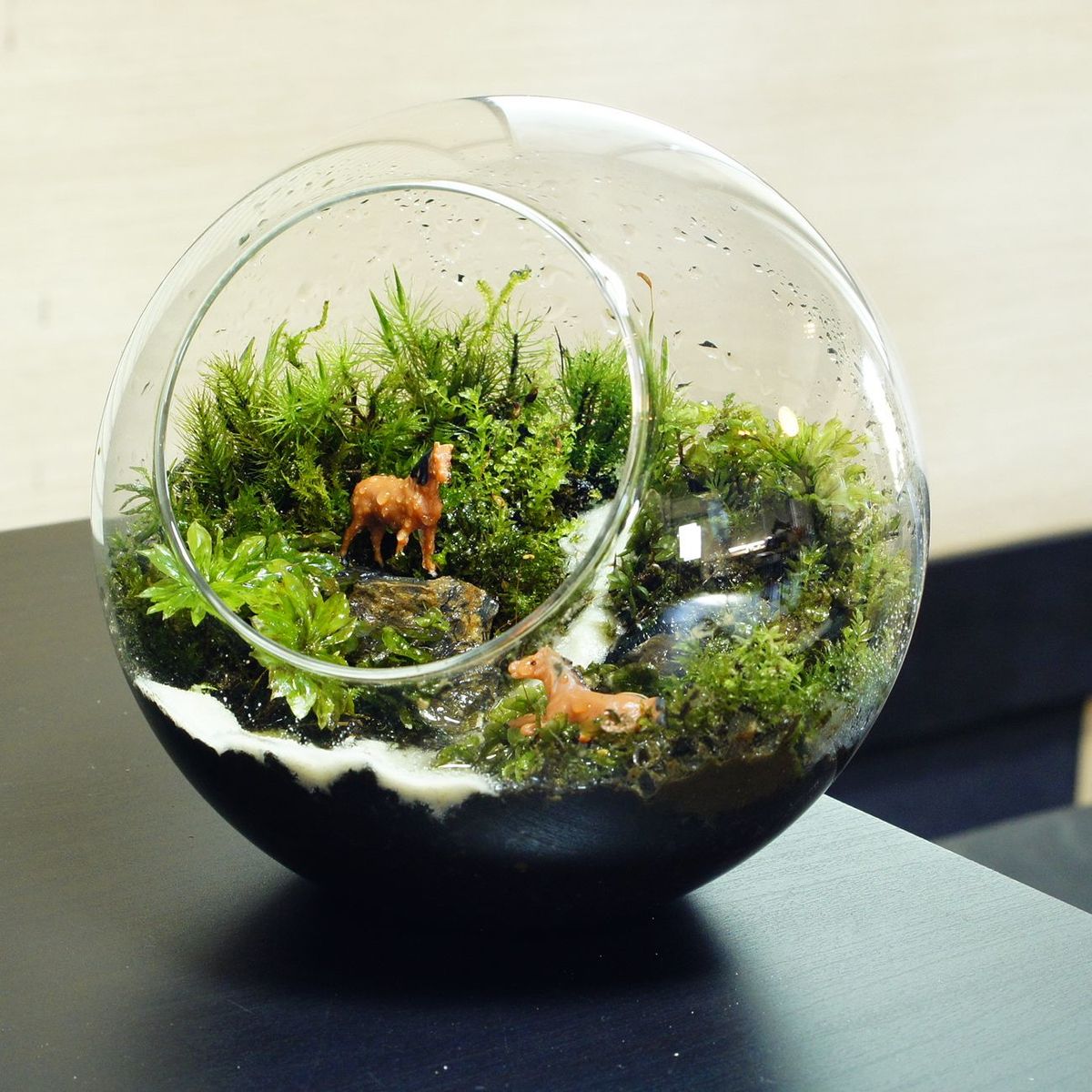 せせらぎの昼下がり — 南信州産 苔テラリウム 完成品
