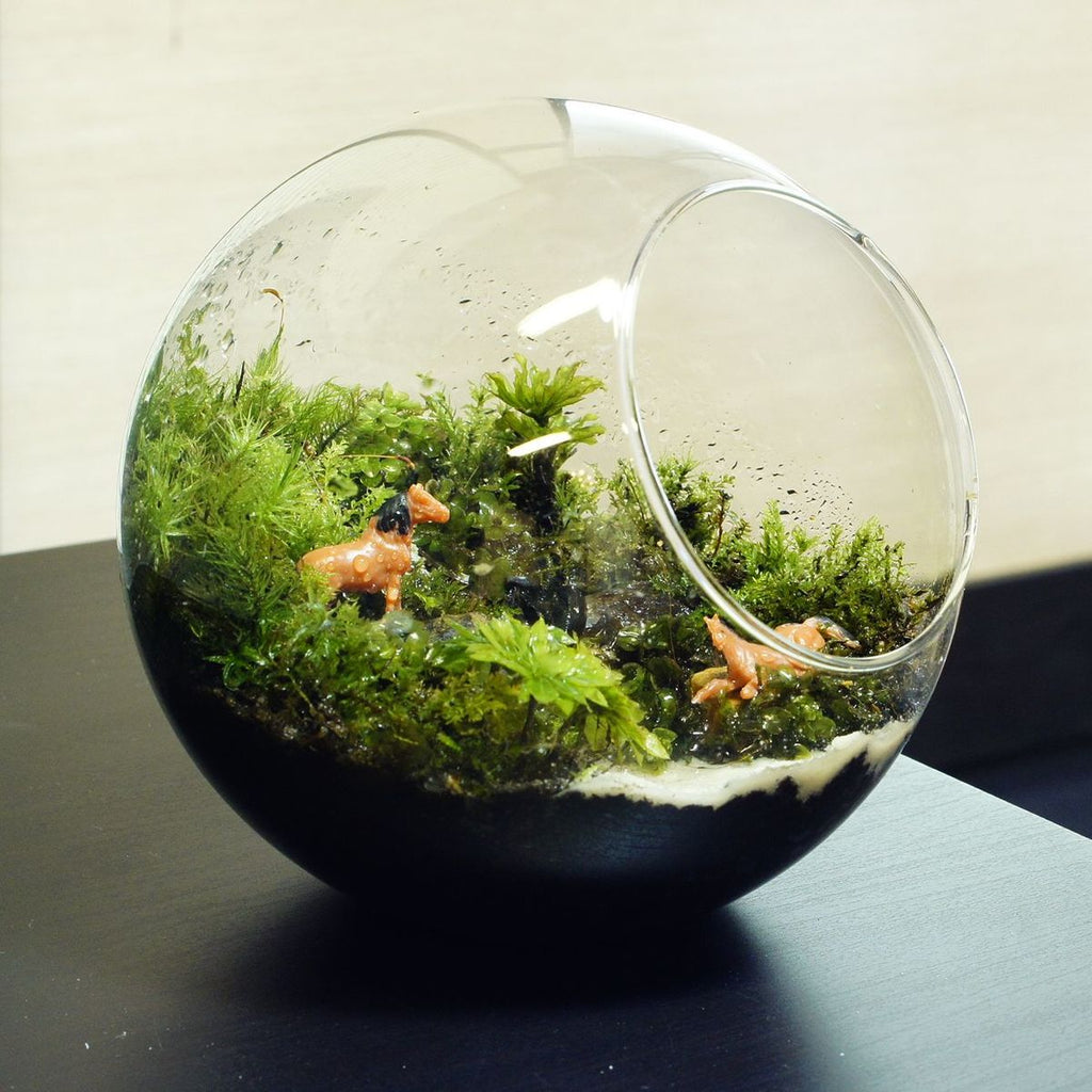 せせらぎの昼下がり — 南信州産 苔テラリウム 完成品
