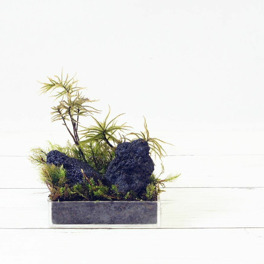 超ミニ 手のひらサイズ — 南信州産 苔テラリウム 完成品