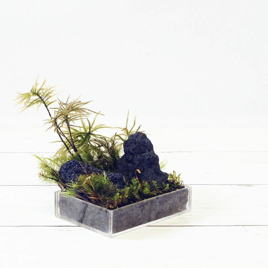 超ミニ 手のひらサイズ — 南信州産 苔テラリウム 完成品