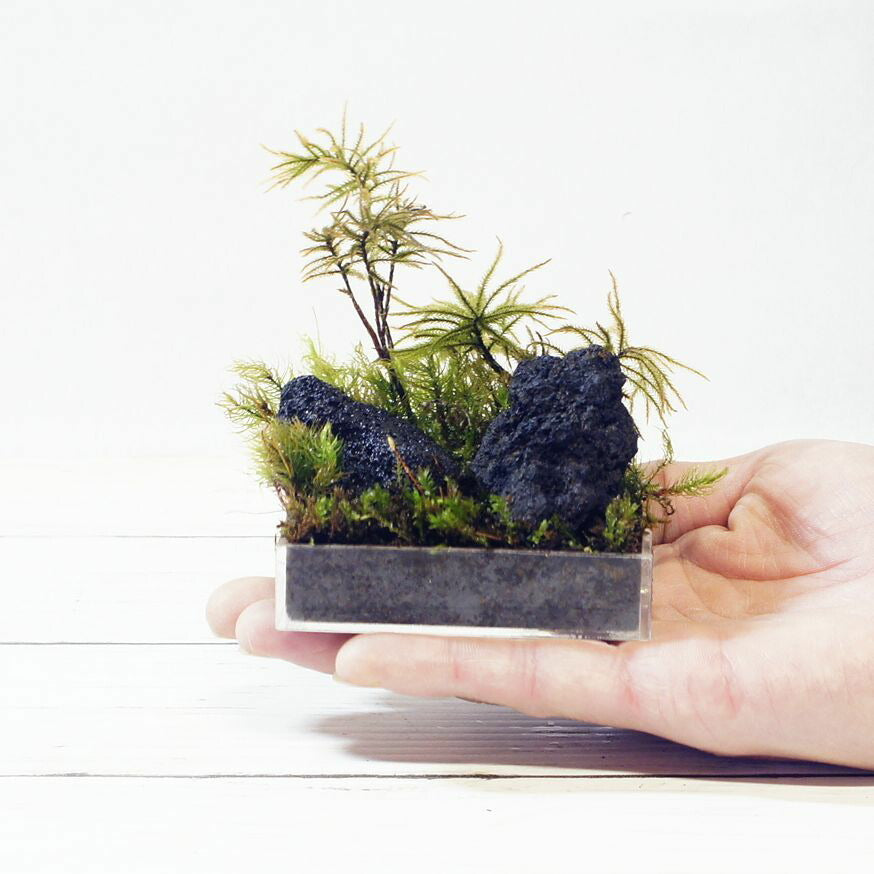 超ミニ 手のひらサイズ — 南信州産 苔テラリウム 完成品
