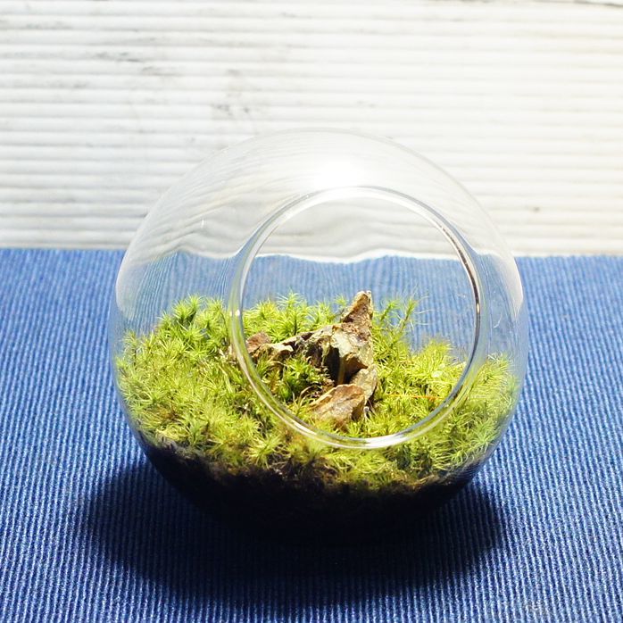 タマゴケの草原 — 南信州産 苔テラリウム 完成品