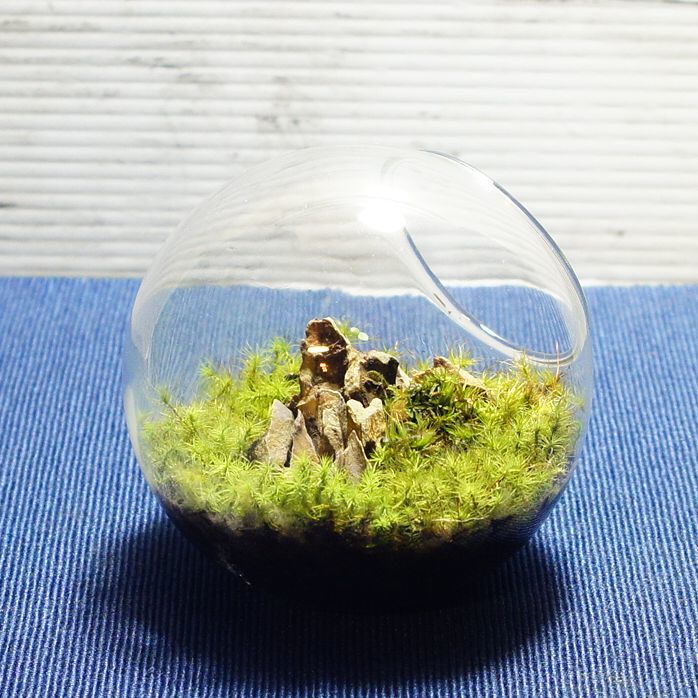 タマゴケの草原 — 南信州産 苔テラリウム 完成品