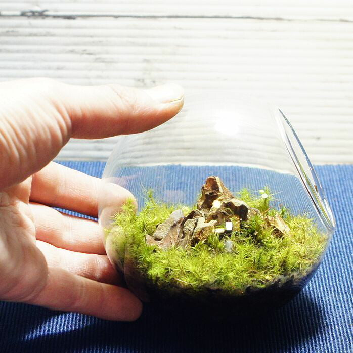 タマゴケの草原 — 南信州産 苔テラリウム 完成品