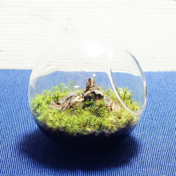 タマゴケの草原 — 南信州産 苔テラリウム 完成品