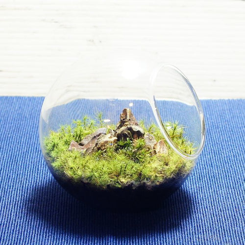 タマゴケの草原 — 南信州産 苔テラリウム 完成品