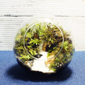 音のしない滝 — 南信州産 苔テラリウム 完成品 LEDライト付