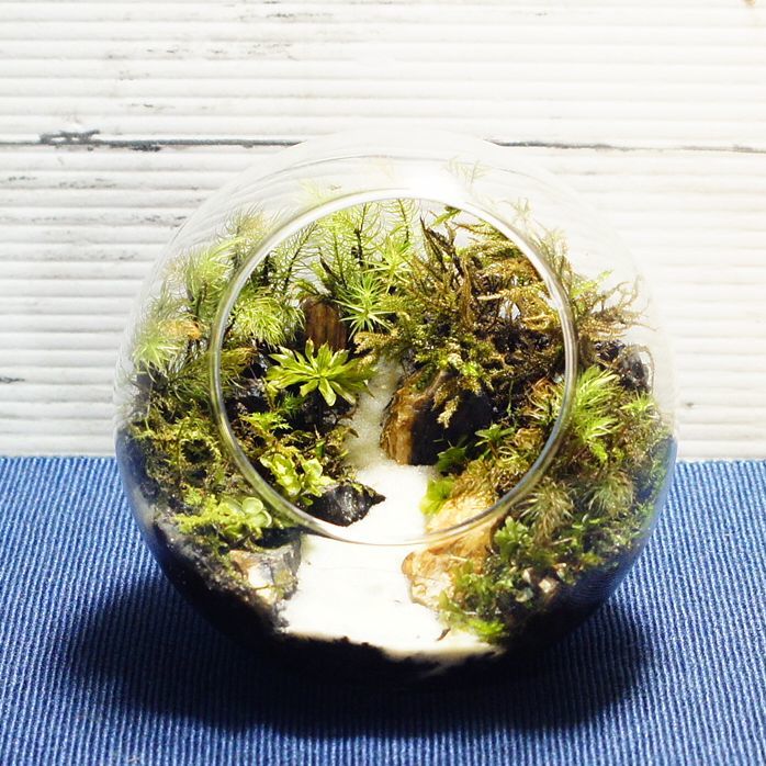 音のしない滝 — 南信州産 苔テラリウム 完成品 LEDライト付