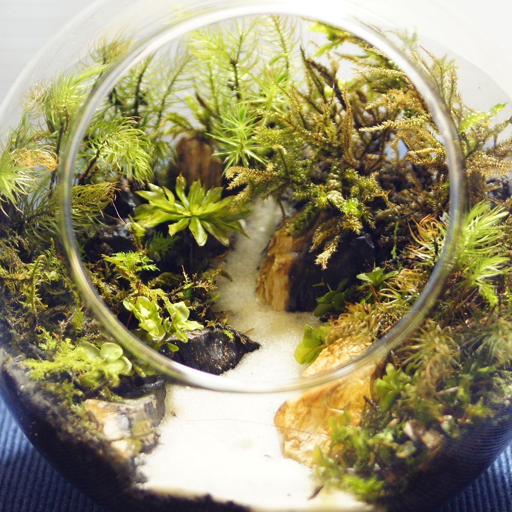 音のしない滝 — 南信州産 苔テラリウム 完成品 LEDライト付