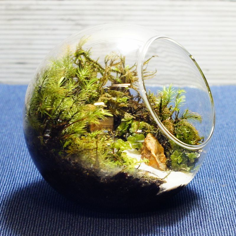 音のしない滝 — 南信州産 苔テラリウム 完成品 LEDライト付