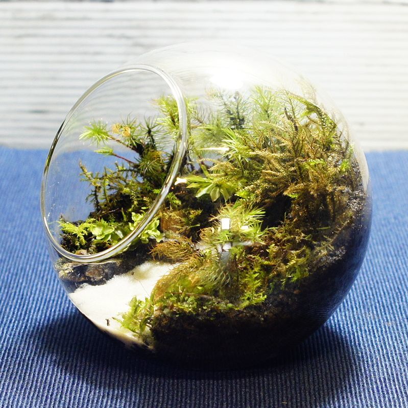 音のしない滝 — 南信州産 苔テラリウム 完成品 LEDライト付
