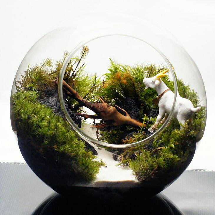 ヤギとガラガラドン — 南信州産 苔テラリウム 完成品 LEDライト付