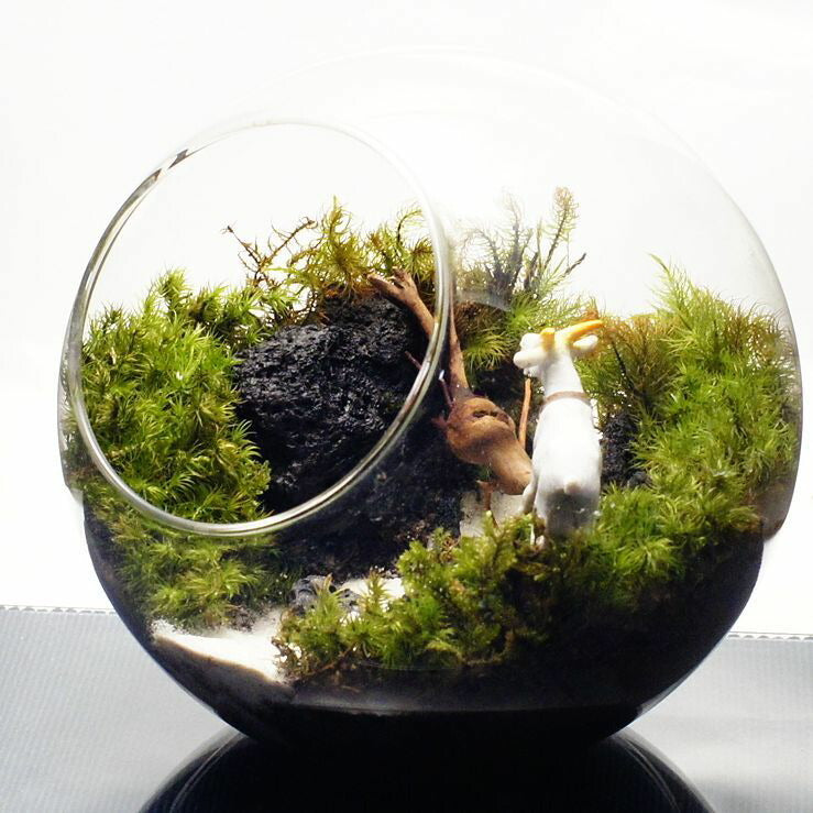 ヤギとガラガラドン — 南信州産 苔テラリウム 完成品 LEDライト付