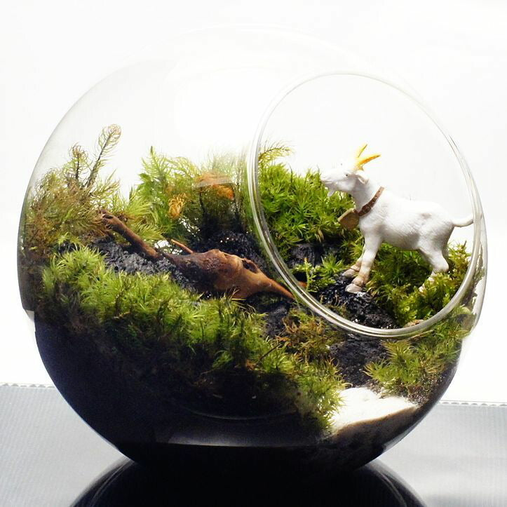 ヤギとガラガラドン — 南信州産 苔テラリウム 完成品 LEDライト付