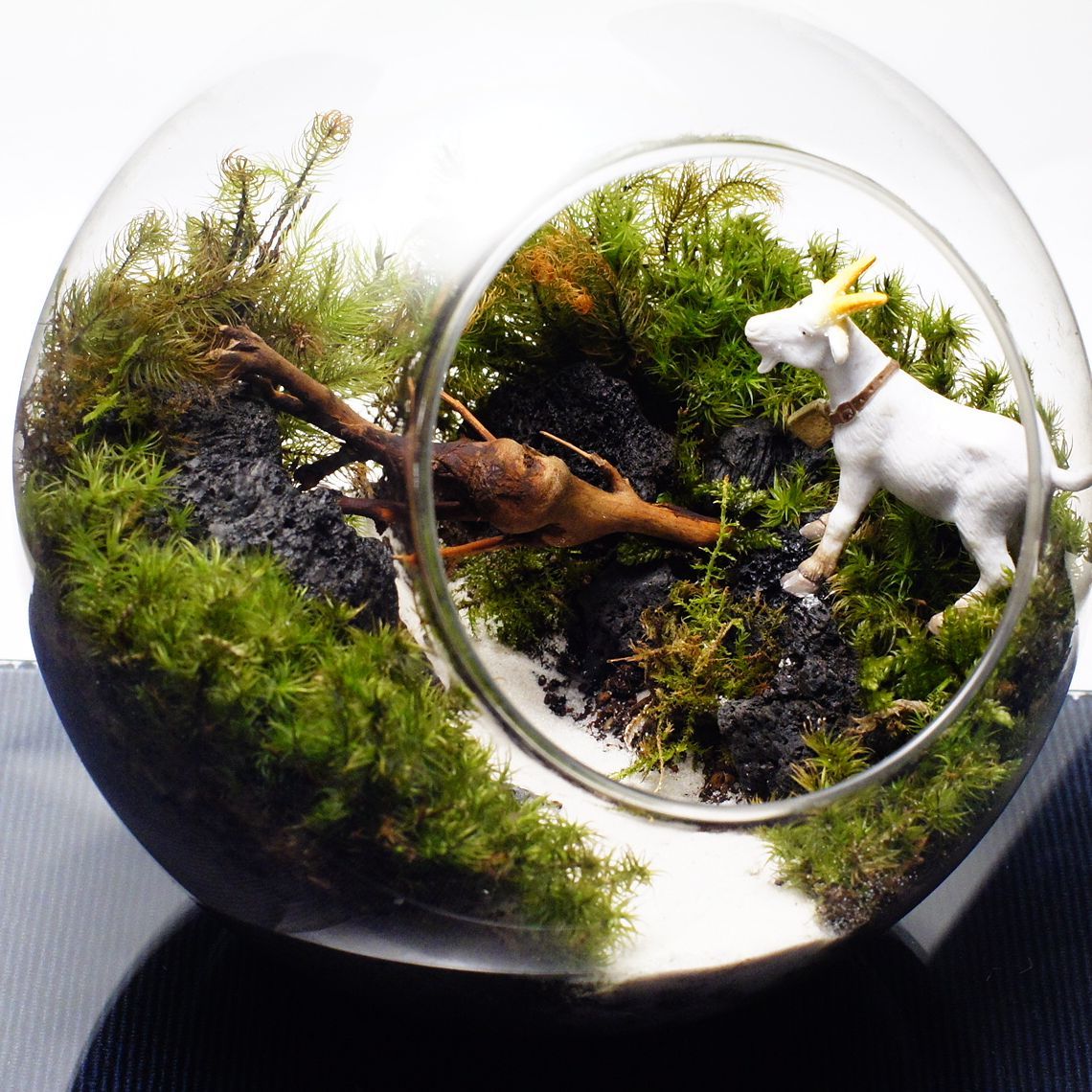 ヤギとガラガラドン — 南信州産 苔テラリウム 完成品 LEDライト付