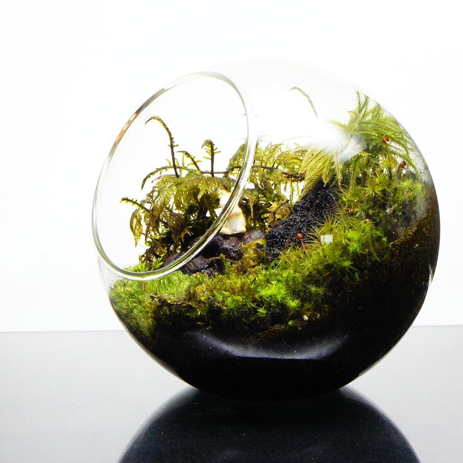 小動物のいる森 — 南信州産 苔テラリウム 完成品