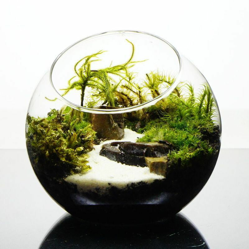 この川を知っている — 南信州産 苔テラリウム 完成品