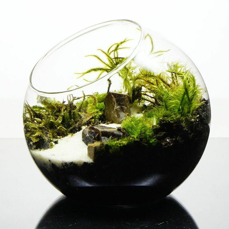 水の声を辿って — 南信州産 苔テラリウム 完成品