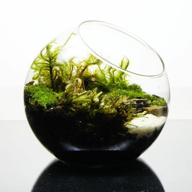 水の声を辿って — 南信州産 苔テラリウム 完成品