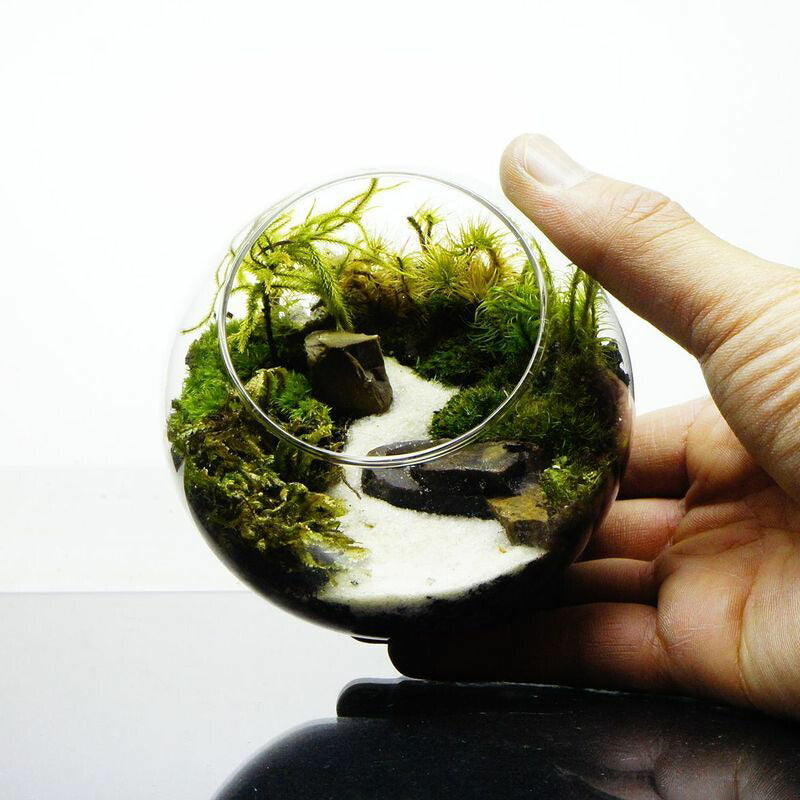 水の声を辿って — 南信州産 苔テラリウム 完成品