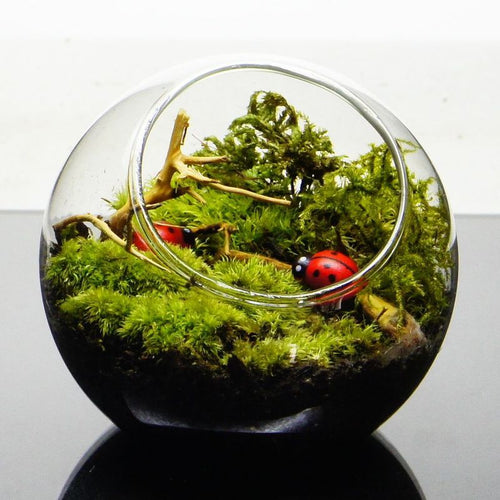 ここがいちばん — 南信州産 苔テラリウム 完成品