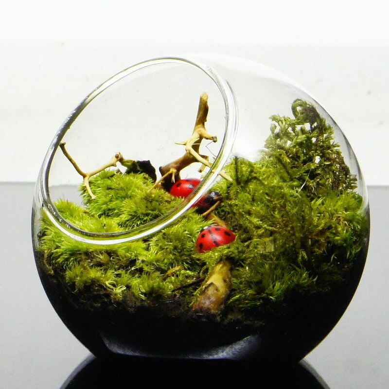ここがいちばん — 南信州産 苔テラリウム 完成品