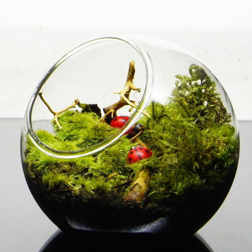ここがいちばん — 南信州産 苔テラリウム 完成品