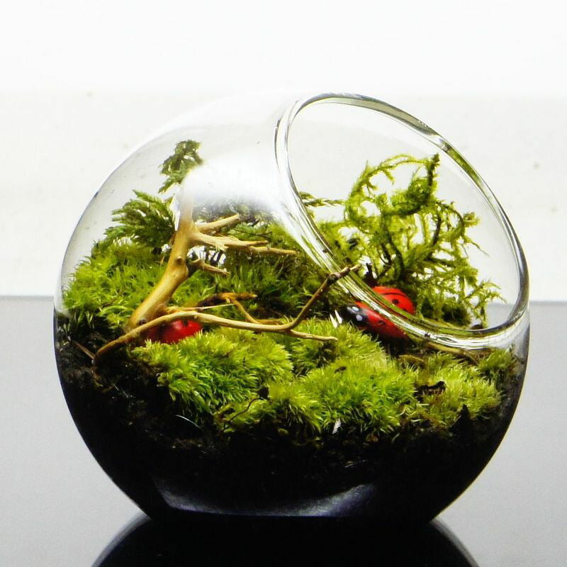 ここがいちばん — 南信州産 苔テラリウム 完成品